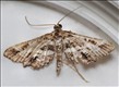 1403 (63.044)<br>Diasemiopsis ramburialis